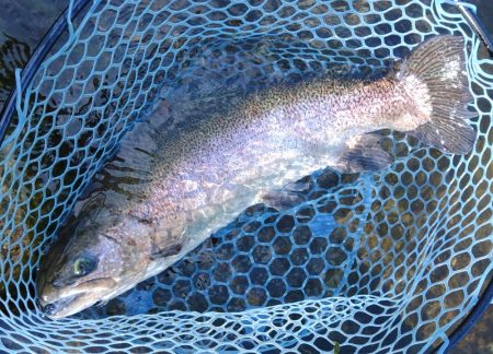 暑い！ ～フィシングパーク高島の泉～